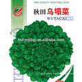 High quality Brassica Narinosa seeds Tatsoi seeds for growing-Seeds Sale